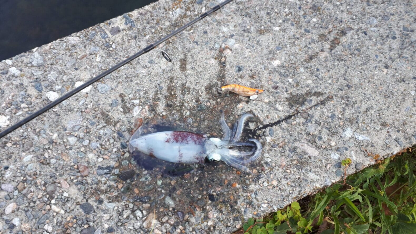 9月に能登島で釣れたアオリイカ（aori squid）