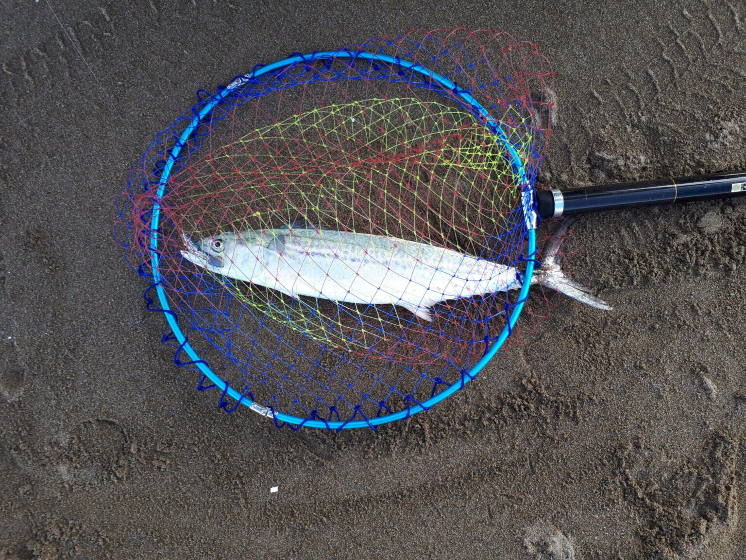 1月日本海サゴシ（spanish mackerel）