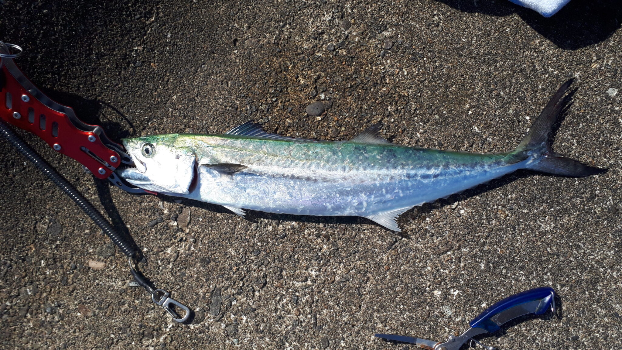 10月に日本海で釣れたサゴシ（spanish mackerel）