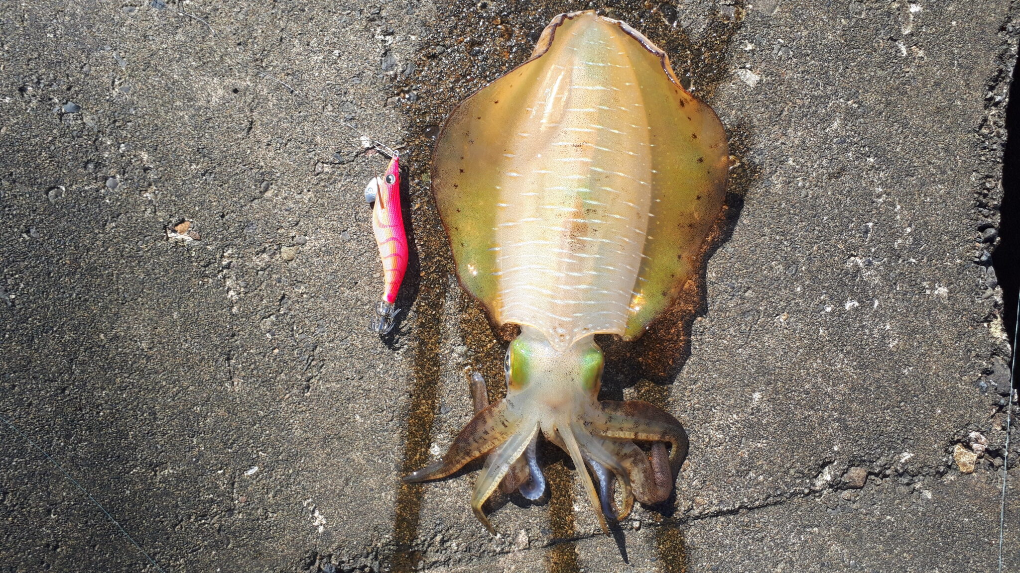 釣果情報 年10月02日 の アオリイカ 石川県金沢市 まったり カヤック釣行記