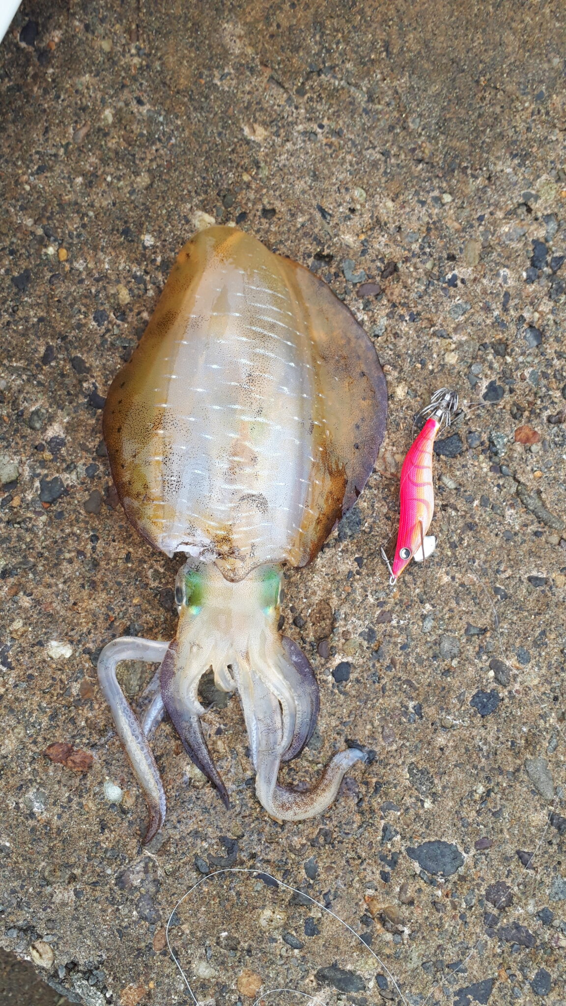 10月に日本海で釣れたアオリイカ（aori squid）のオス