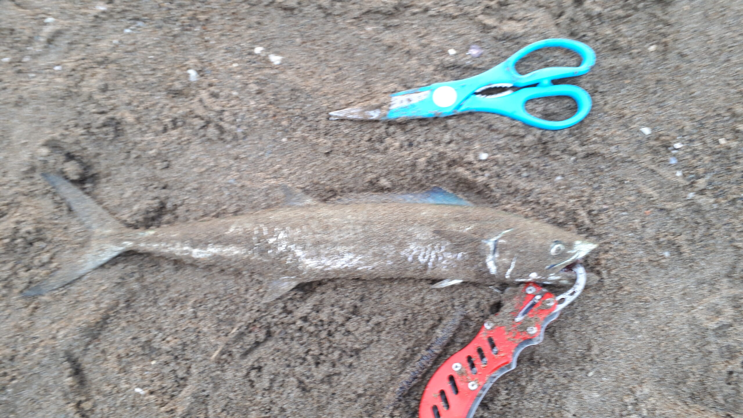 10月の日本海サーフで釣れたサゴシ（spanish mackerel）