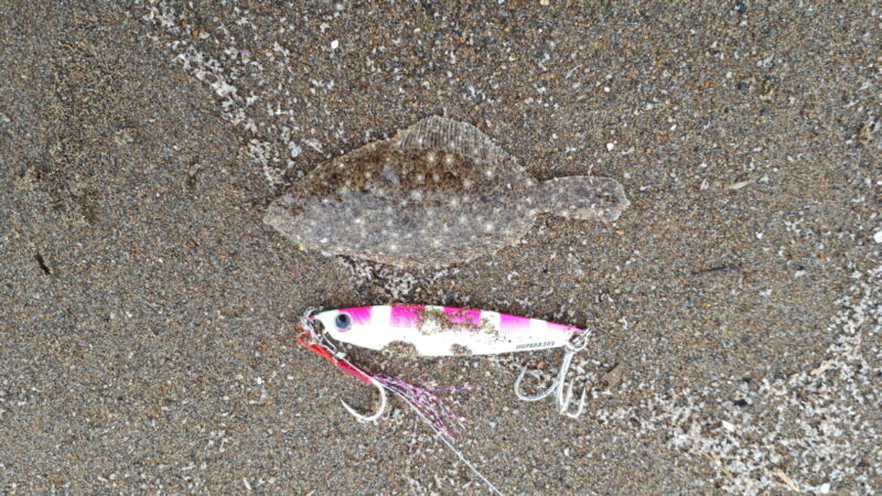 11月日本海（flounder）