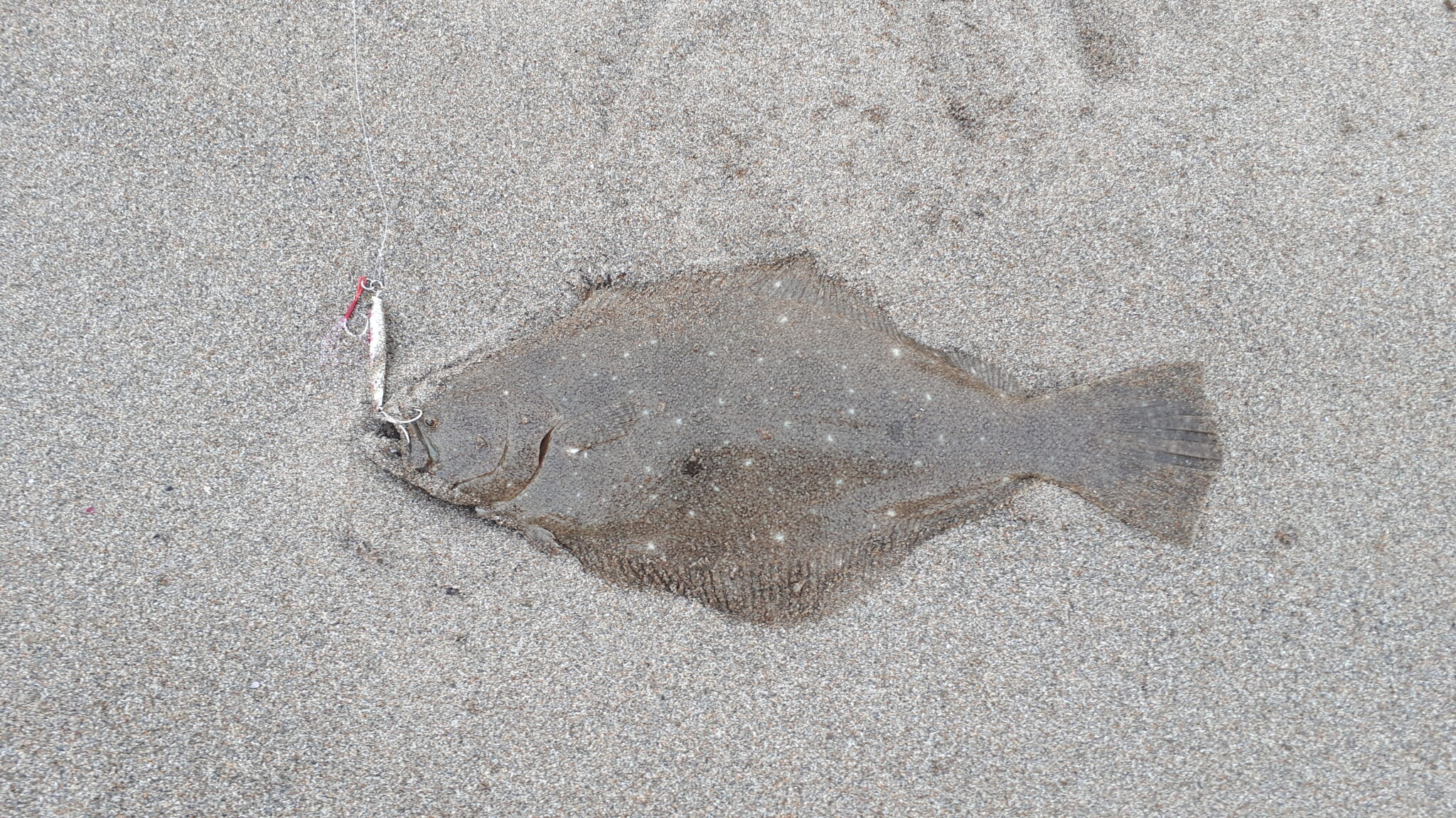 ジグパラショートでヒラメ（flounder）が釣れた（11月の日本海で）