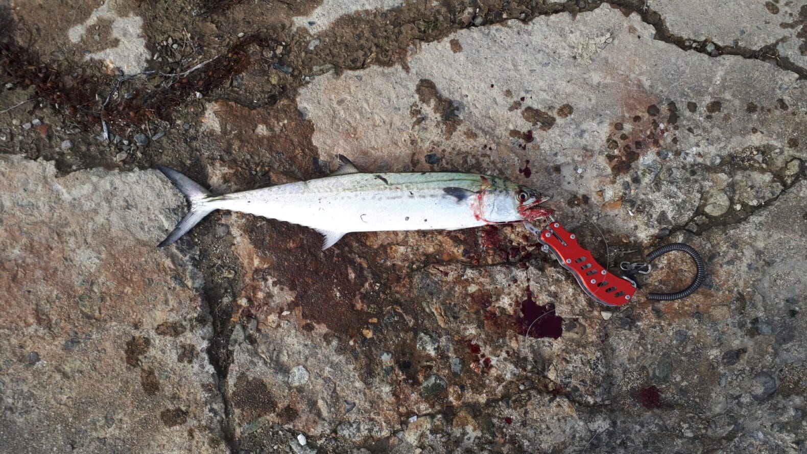 11月に能登島でサゴシ（spanish mackerel）が釣れた