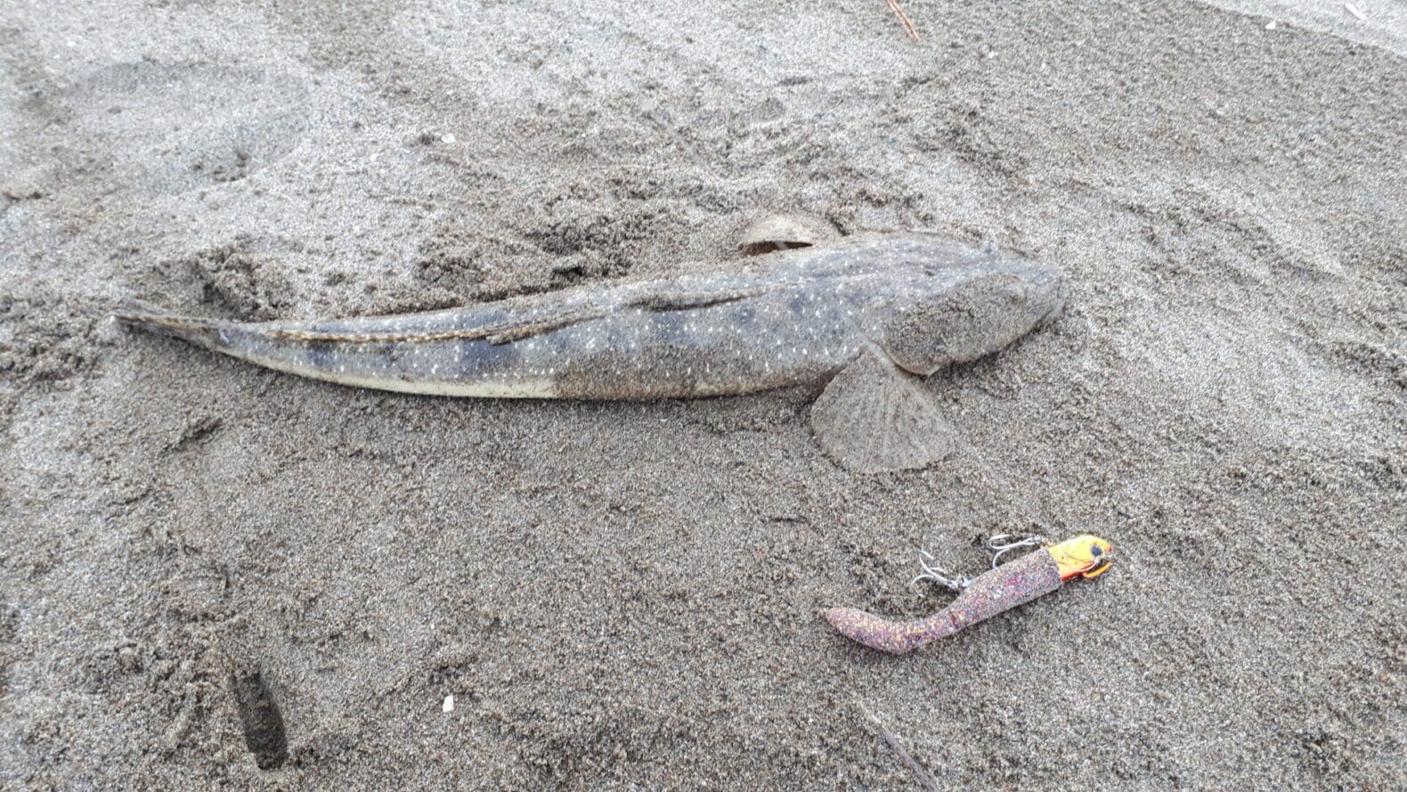 12月の日本海で釣れたマゴチ（flathead）と浜王ヒラメセット