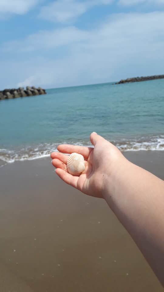 日本海　夏　海　沖テトラ　貝殻