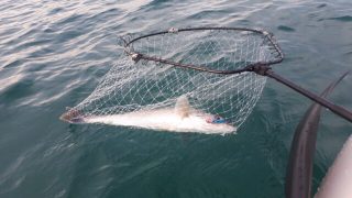 カヤックでの初シーバス