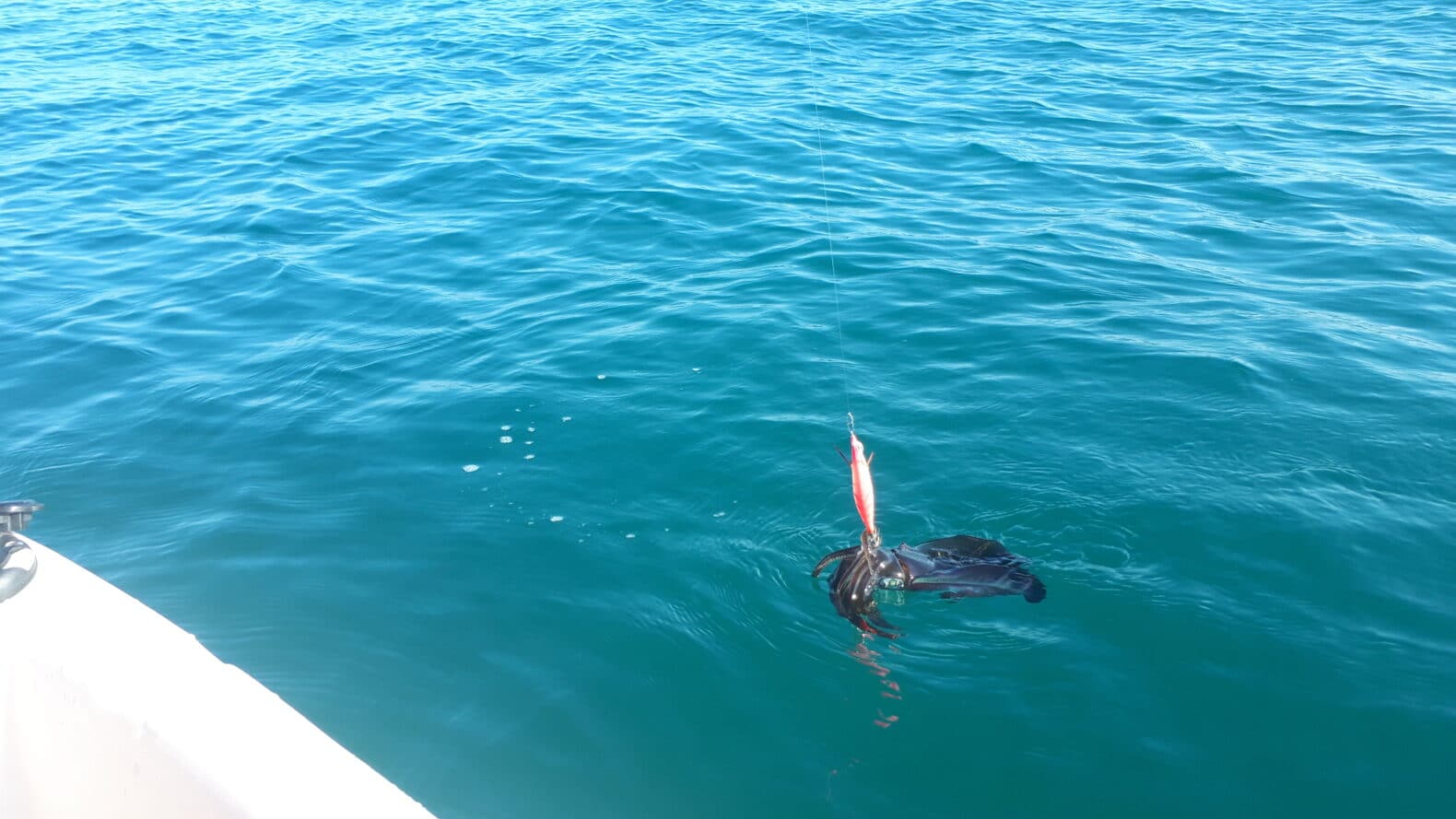 コンパクトカヤックで少し沖に出てアオリイカが釣れた