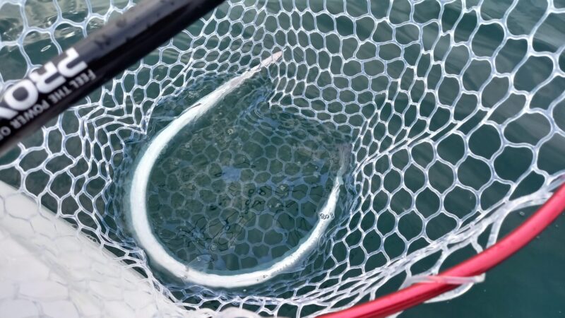 カヤック釣りで長細いダツがタモに収まった