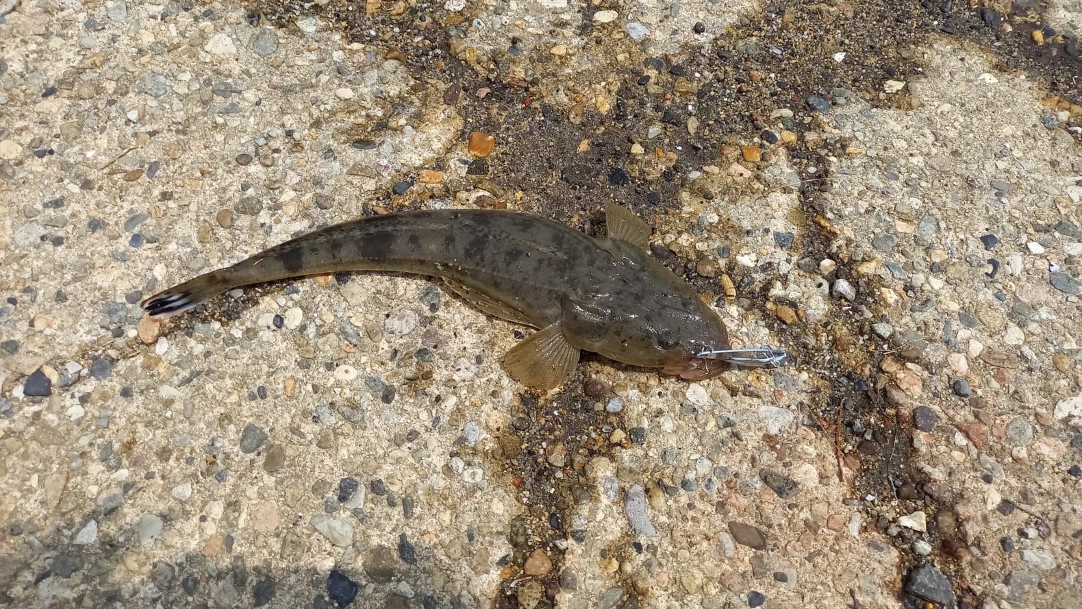 初の釣りポイントで 地形を探る斥候 ダイソーバイブ が大殊勲 まったり カヤック釣行記