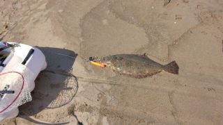 コンパクトカヤックで、座布団ヒラメが釣れた