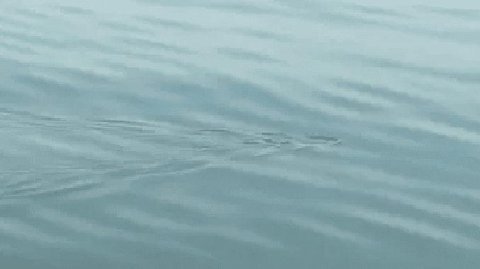 沖へ沖へと「表層」を泳いでいくシタビラメ（sole）