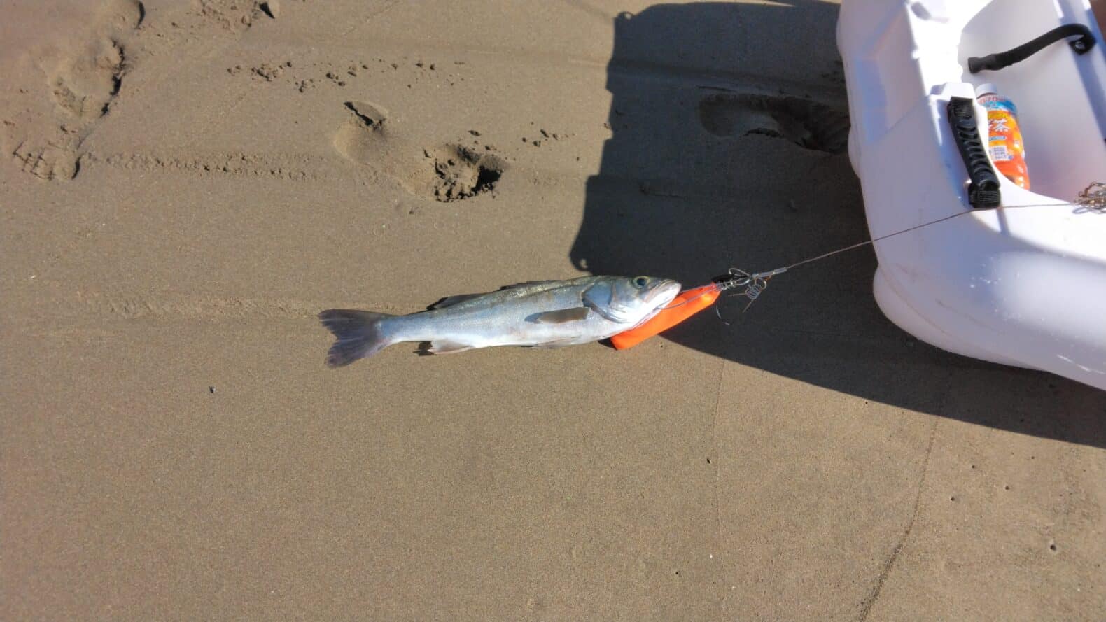 カヤックで、スレがかりシーバスが釣れた