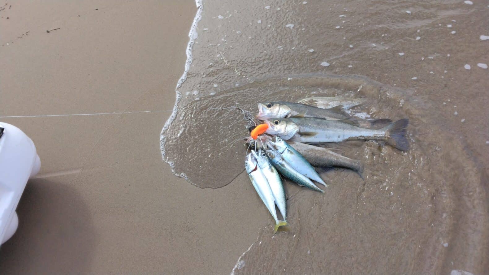 カヤックでサバとシーバスが釣れた
