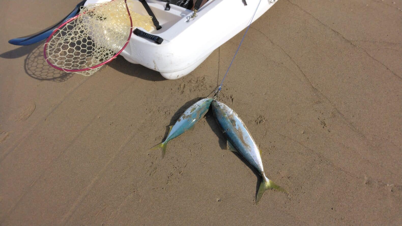 カヤック釣りでブリの幼魚56センチが釣れた