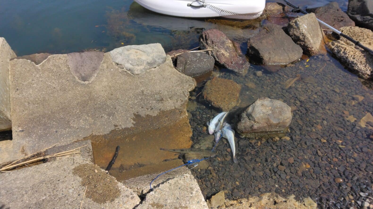 能登島カヤックマゴチングでマゴチが釣れた