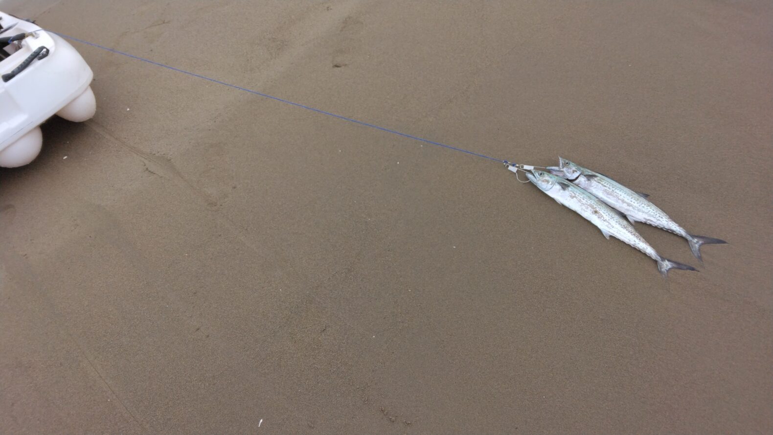 カヤックでのサーフ釣行でサゴシが釣れた