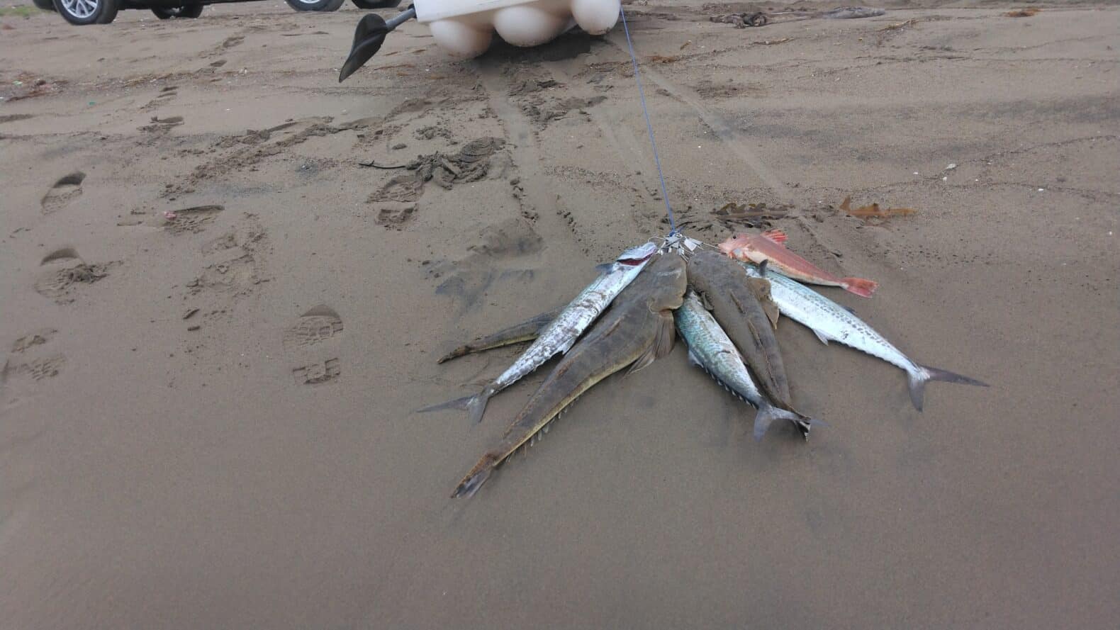 カヤックでのサーフ釣行でマゴチとサゴシとホウボウが釣れた