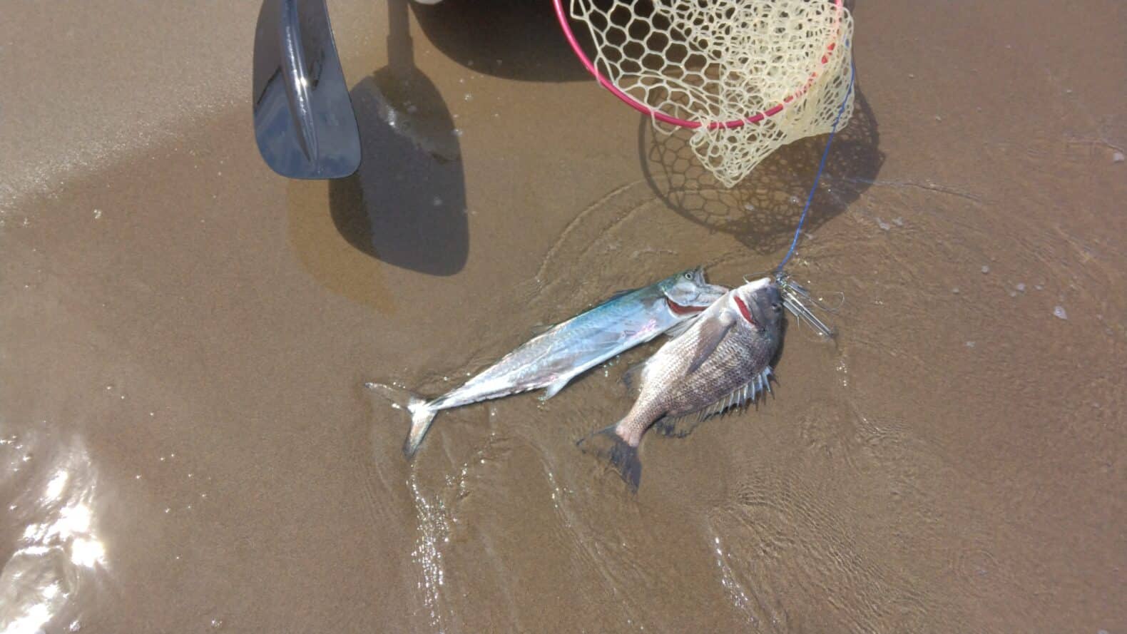 カヤック釣りでサゴシとクロダイが釣れた