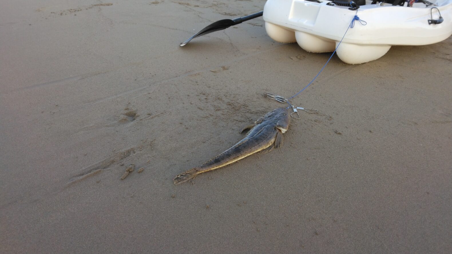 夕マズメにカヤックでマゴチが釣れた