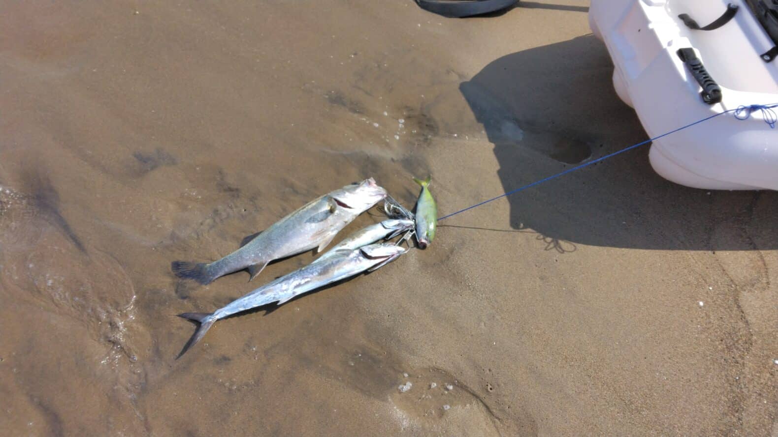 カヤックでの夏の釣果（サバ、サゴシ、コゾクラ、シーバス）