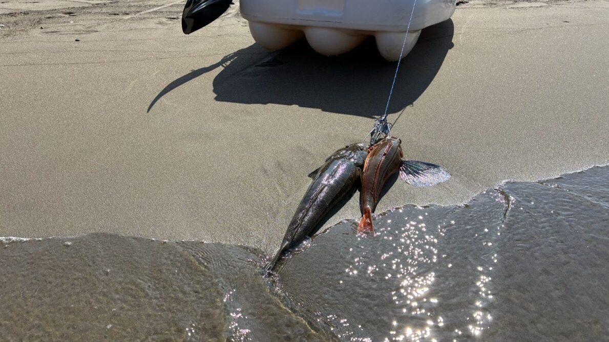 カヤック釣りで、底物のマゴチとホウボウ